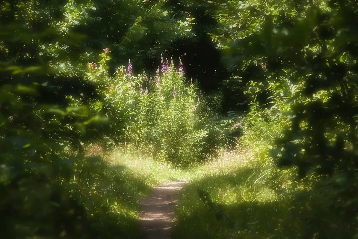 Тропинка в лесу. Летний лес. Поляна в лесу. Сказочная Полянка в лесу. Фон лес днем