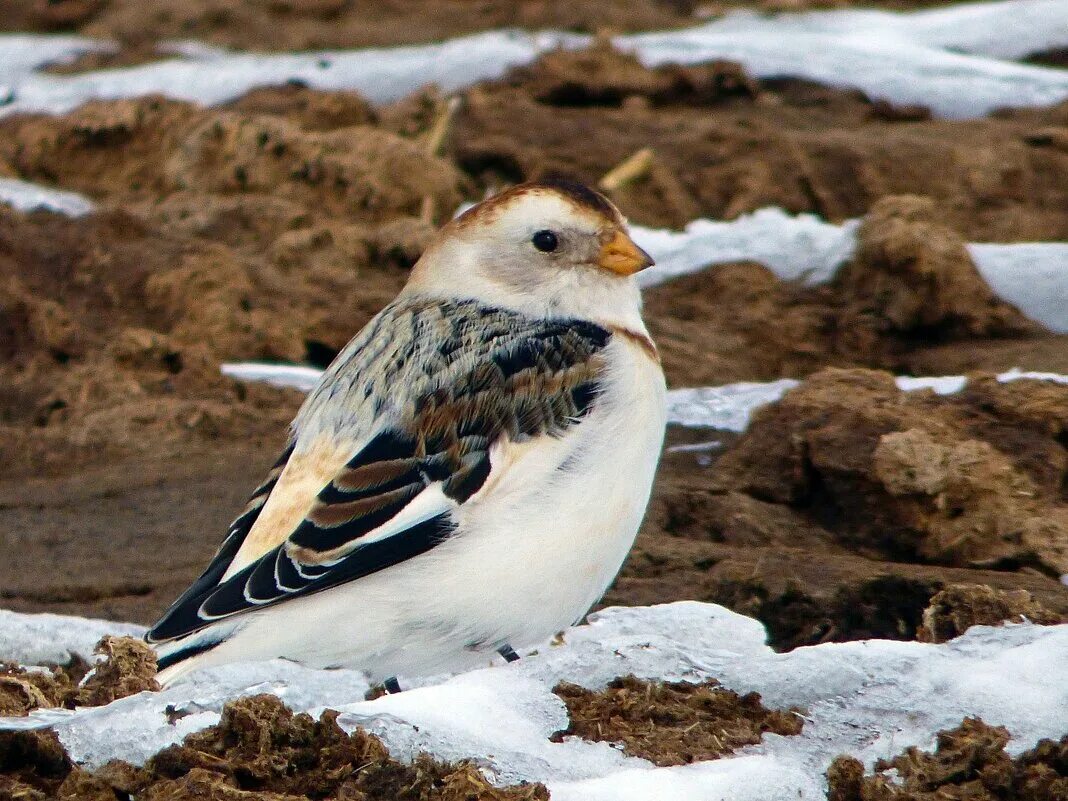 свиристель зимующая птица. птицы на севере весной. птицы севера. пуночка обыкновенная. пуночка островная.