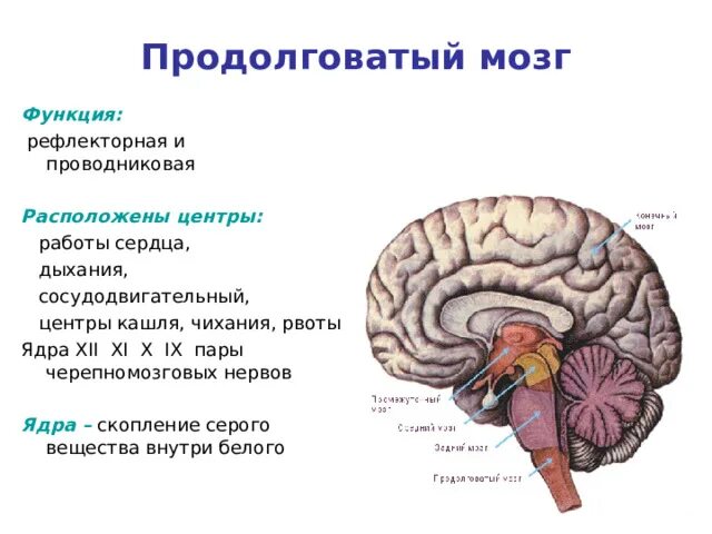 Сосудодвигательный центр в мозге. Сосудодвигательный центр среднего мозга. Сосудодвигательный центр продолговатого мозга. Рефлекторные центры продолговатого мозга. Проводниковая функция продолговатого мозга.