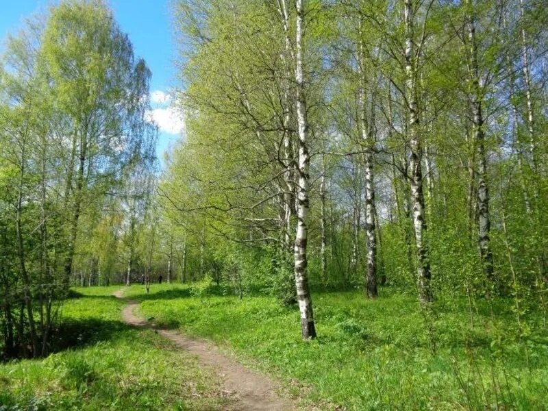 макаринская роща череповец. череповец парк в макаринской роще. макаринская роща череповец парк. череповец парк в макаринской роще. жк макаринская роща череповец.