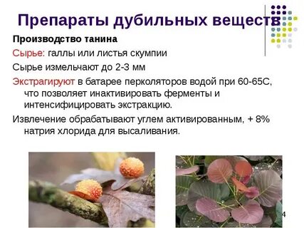 Растения содержащие дубильные вещества