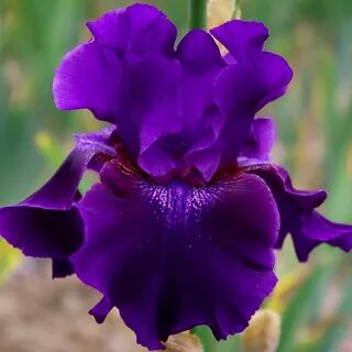 Bzigo iris