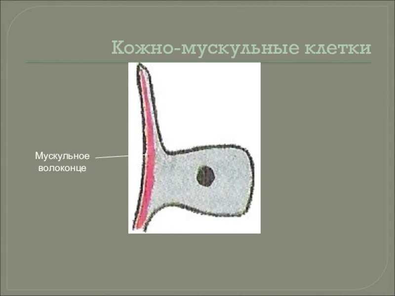 Эктодерма кожно мускульные. Строение кожно мускульной клетки. эпителиално мускульые елетки рисунок. строение кожно мускульной клетки гидры. строение эпителиально мускульной клетки.