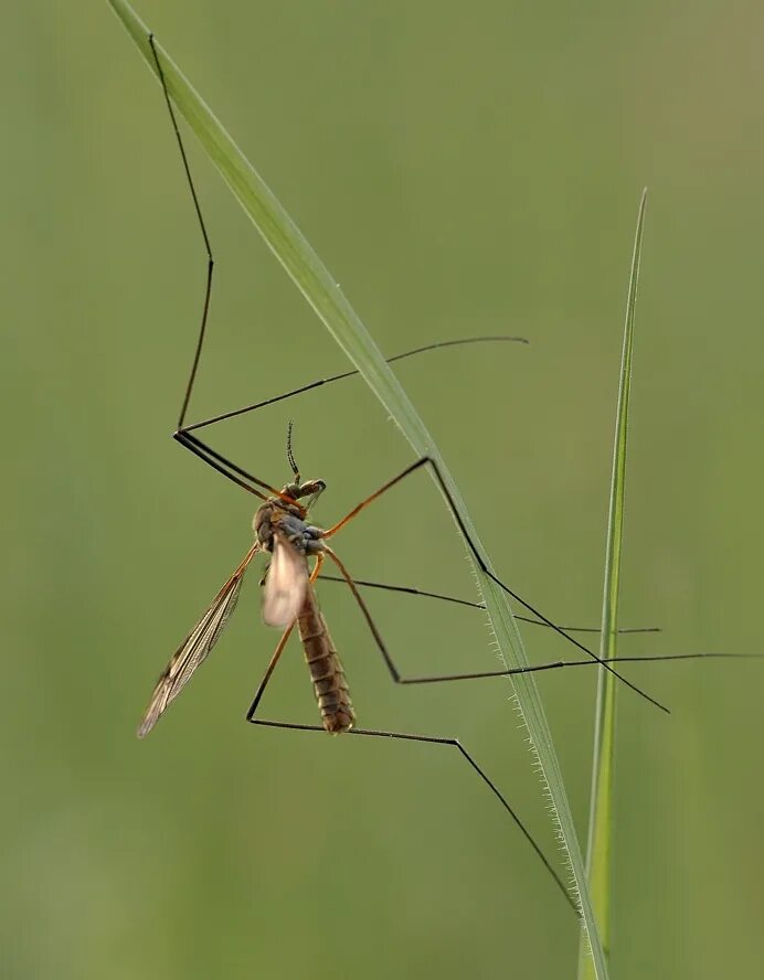 Как называется большой комар. Малярийный комар долгоножка. Муха долгоножка. Долгоножка кольчатая. Красный комар долгоножка.