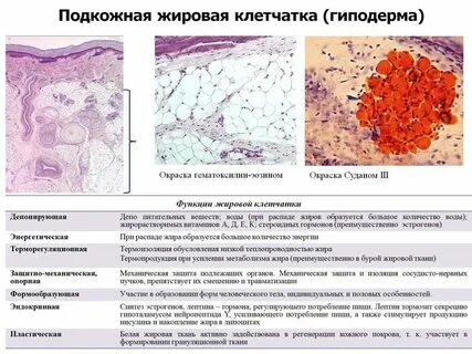 Какую функцию в организме выполняет клетчатка