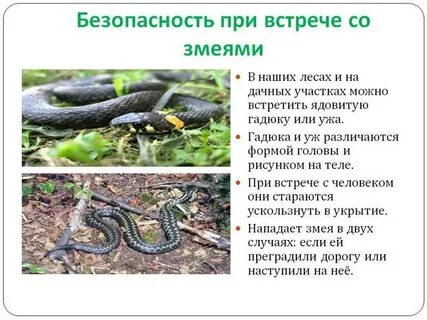 Гадюка в лесу что делать