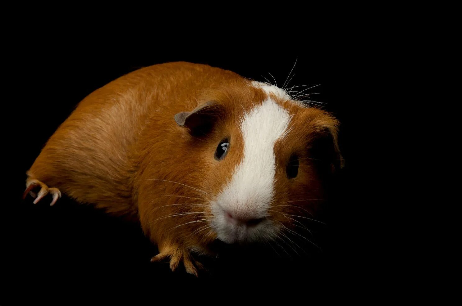 Морская свинка шуша. Демодекоз у морских свинок. Лысая морская свинка. Заболевания морских свинок. Пастереллёз морской свинки.