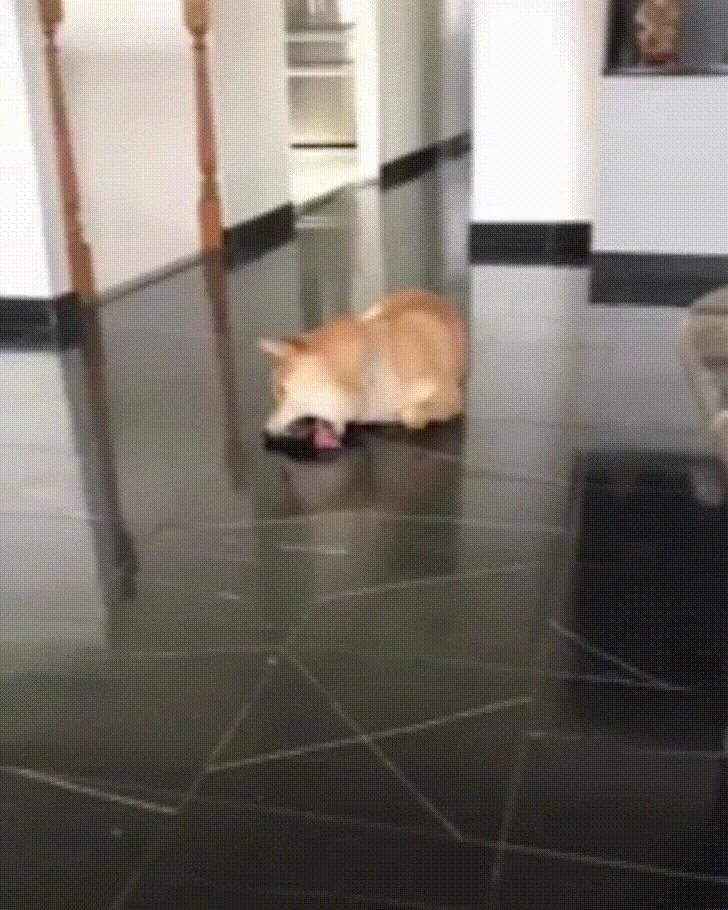 Дрессировка кошек. Собака вылизывается. Floor licking. Мужчина с пылесосом. Потные туфли.