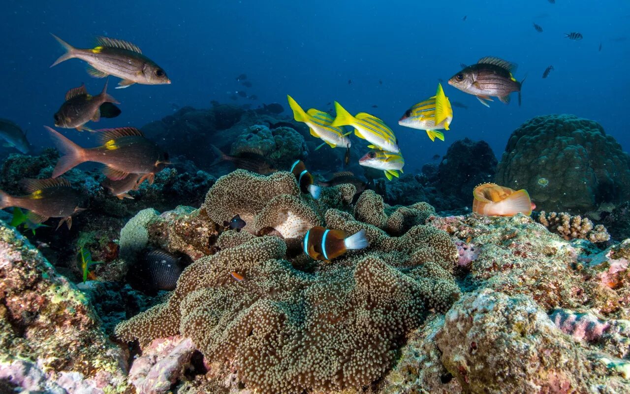 Рыбы sea. Рыбы в шармаль Шейхе. Подводный мир. Подводный мир океана. Морские рыбы.