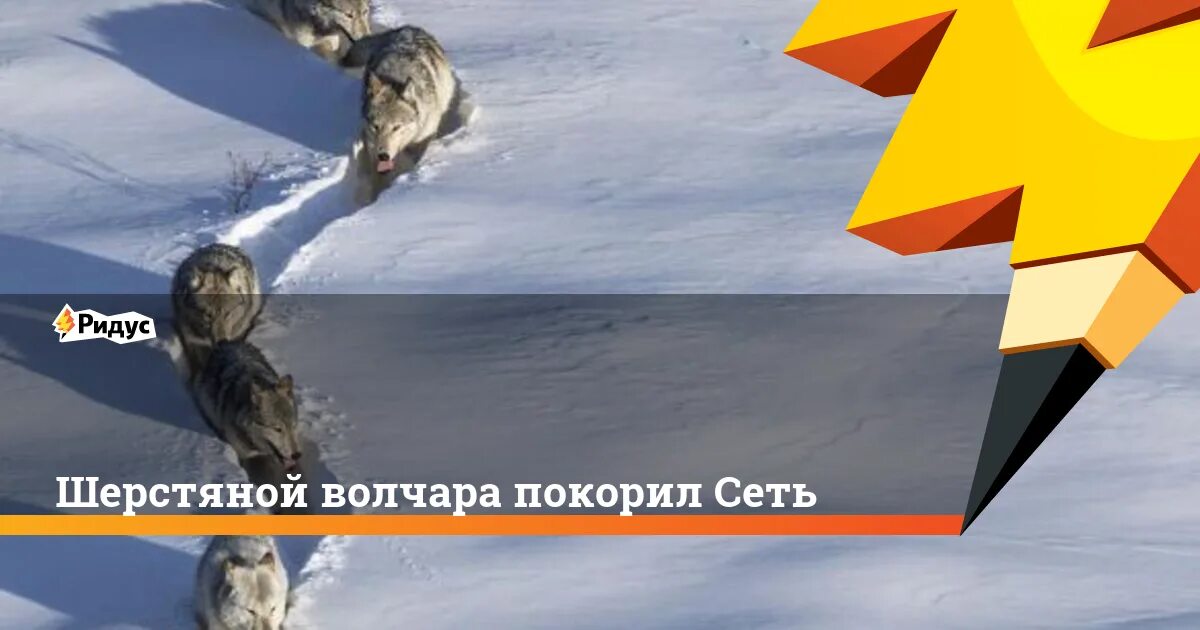 Я шерстяной волчара боже как. Я шерстяной волчара. Волчара картинки. Волчара книга. Волк редактированный.