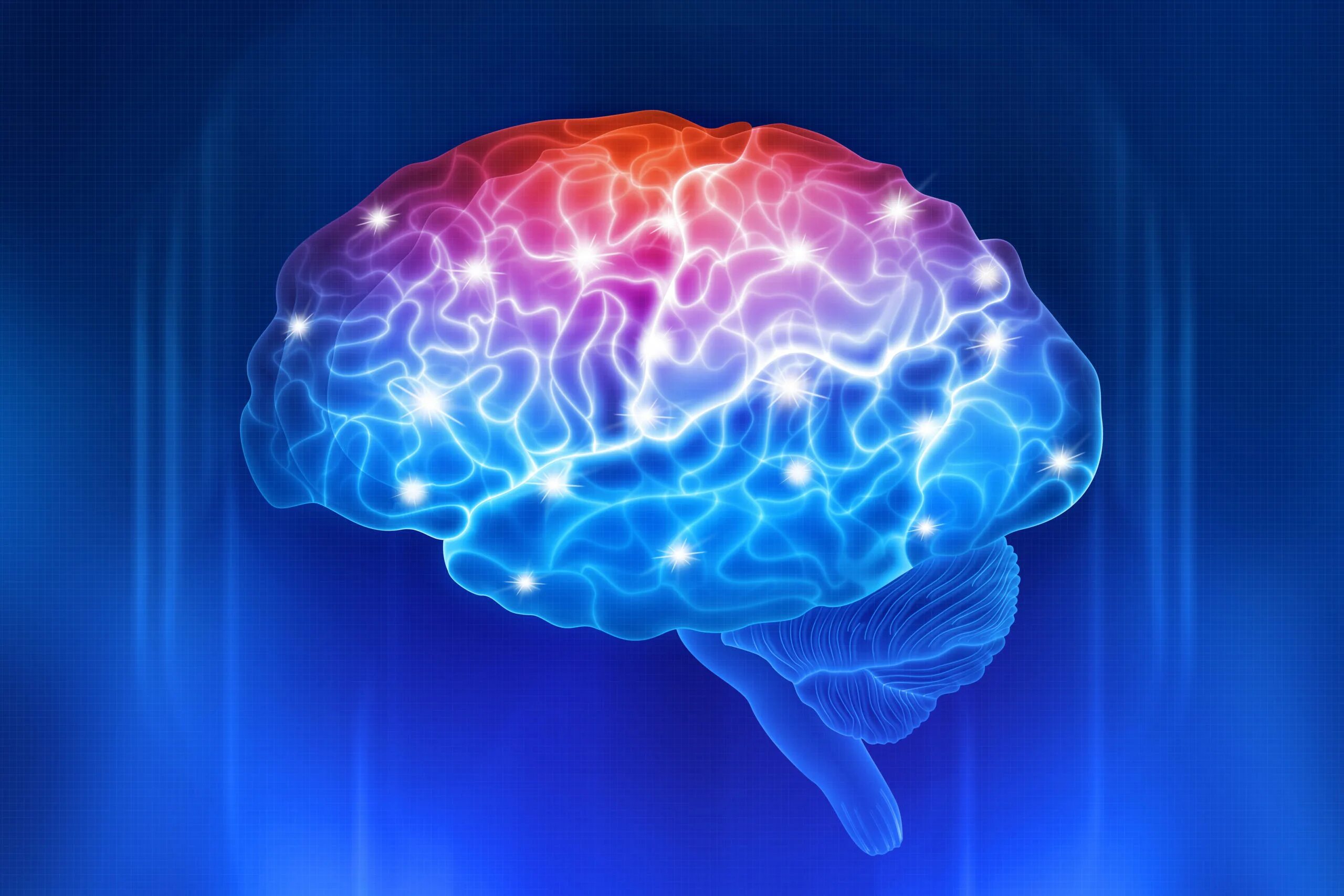 Brain should