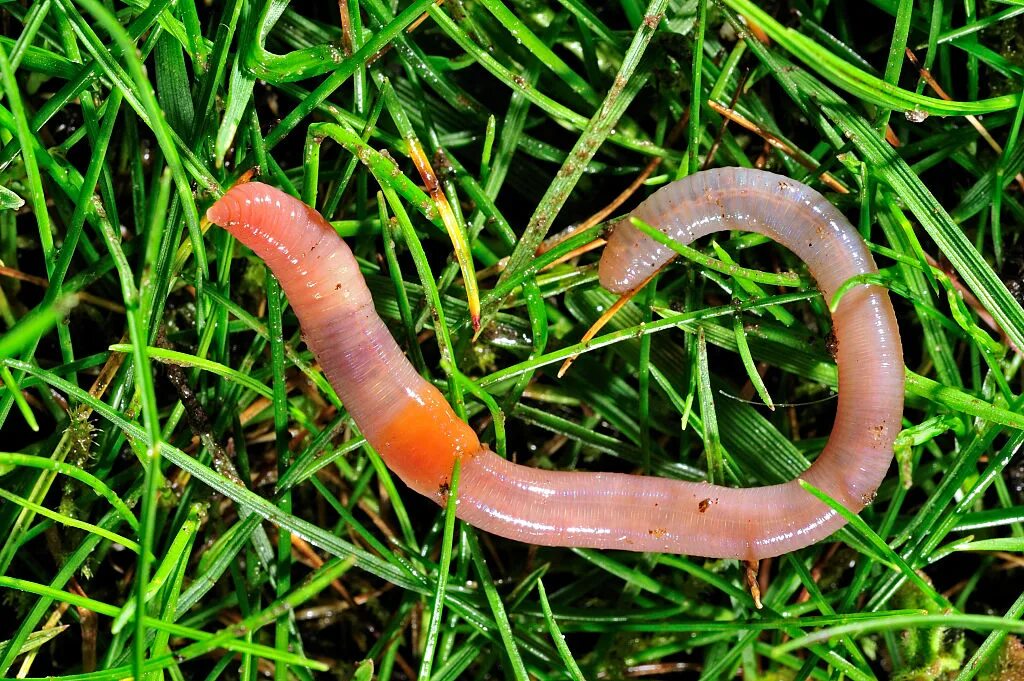 Дождевой червь обитатель. Обыкновенный дождевой червь. Дождевые черви биоиндикаторы. Черви земляные и дождевые. Норники дождевые черви.