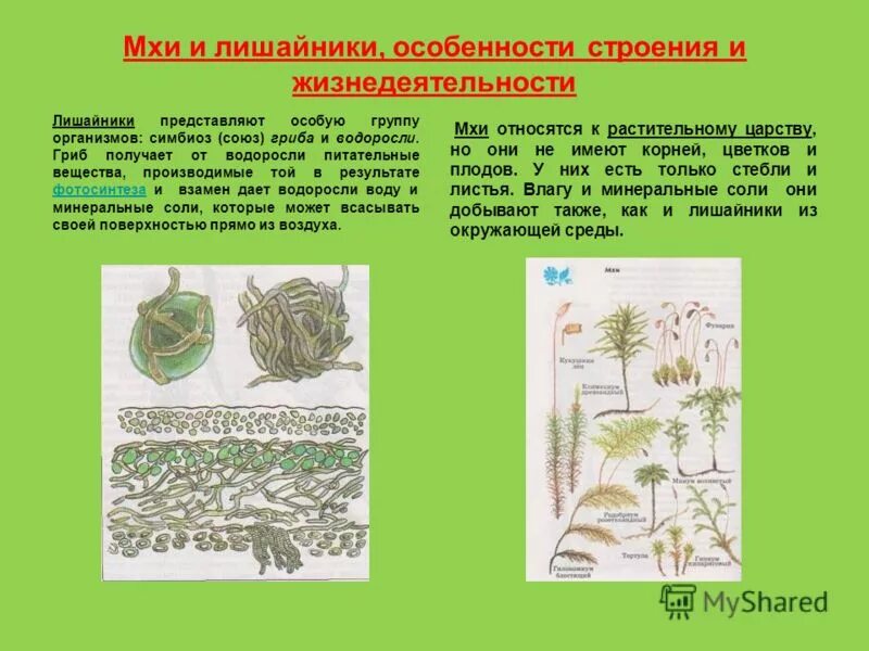 какие особенности строения и жизнедеятельности мхов. отдел моховидные. ризоиды это. какие особенности строения и жизнедеятельности мхов. отдел мохообразные общая характеристика.