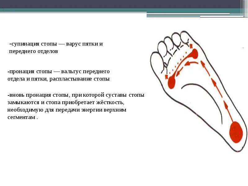 Направил свои стопы. Биомеханика стопы движения стопы. Биомеханика стопы при ходьбе. Супинация переднего отдела стопы что это. Биомеханика плоскостопия.