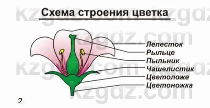 Покрытосеменные растения рисунок строение. Гистологическое строение сперматозоида. Схема строения цветка. Схема цветка функции биология. Схема строения цветка 6 класс биология.