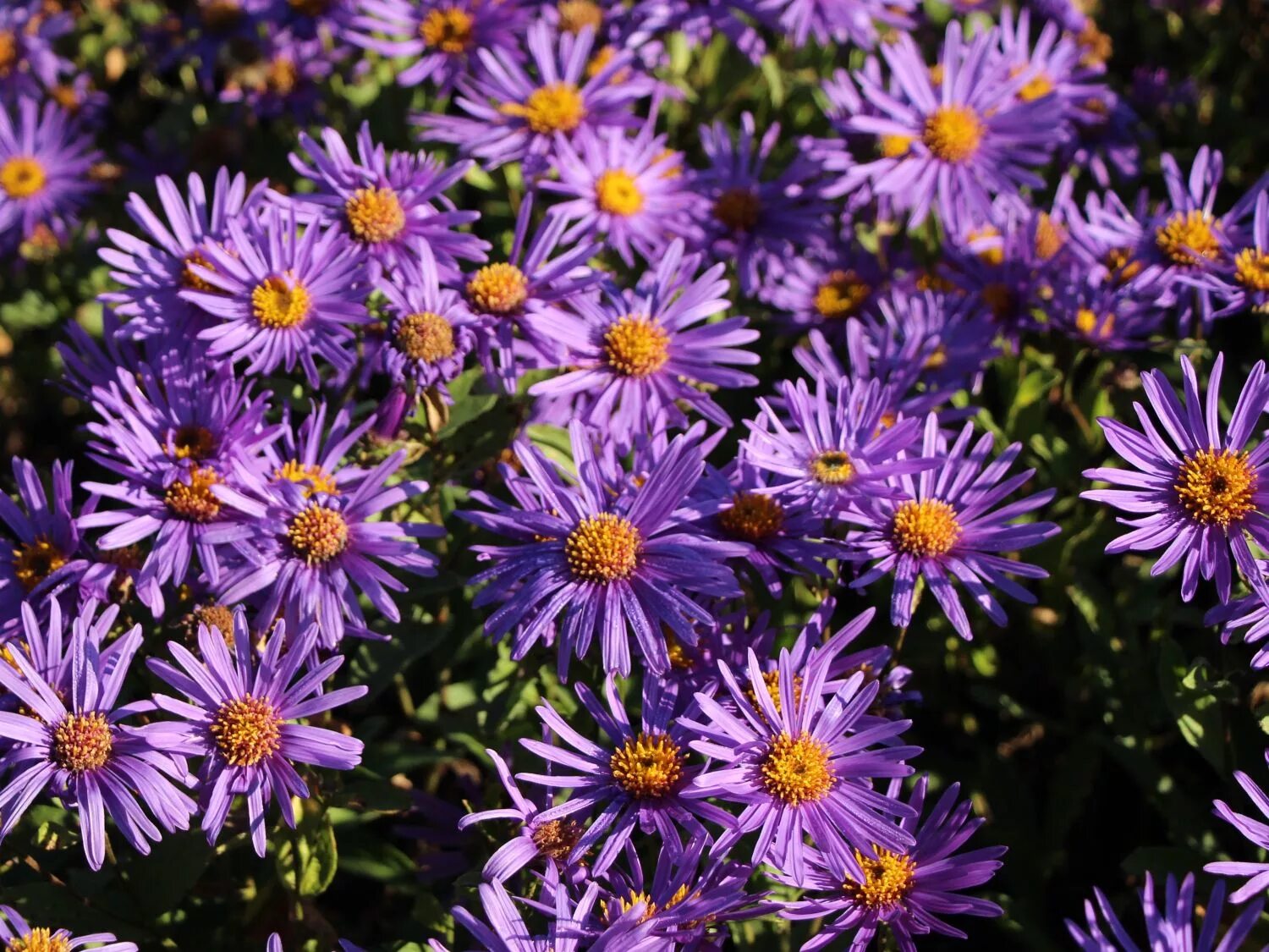 File: Wikipedia