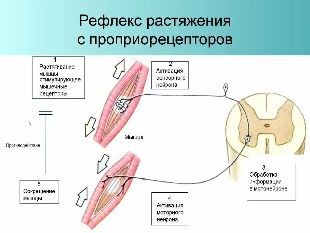 Рефлекс клетки. Рефлекторная дуга рефлекса растяжения. Проприорецепторы скелетных мышц. Рефлекс растяжения с проприорецепторов. Рефлексы регуляции проприорецепторов.