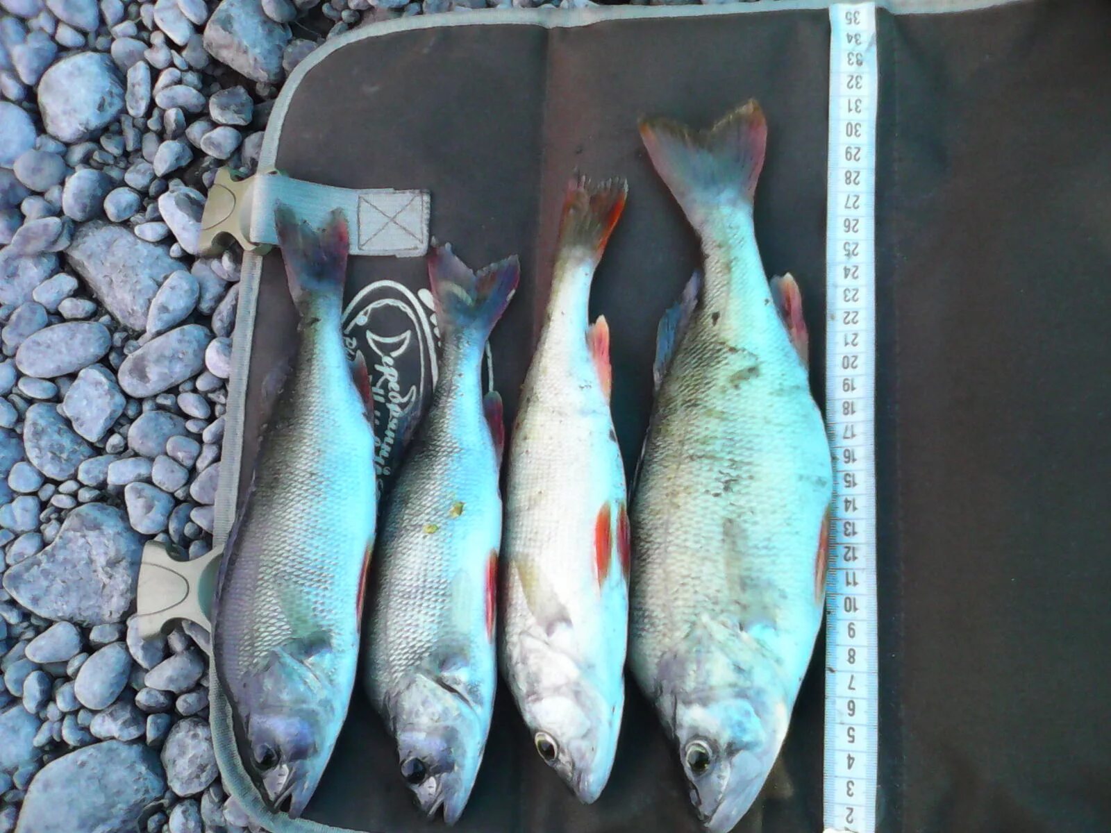 Рыба в реке томь кемеровская область. Рыбы реки томь. Рыба в реке томь кемеровская область. Рыба обитающая в реке томь. Рыбы реки томь.