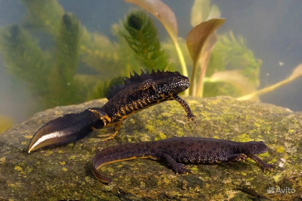 Иглистый тритон. Triton тритон. Обыкновенный тритон ланца. Обыкновенный тритон земноводные. Обыкновенный тритон ланца.