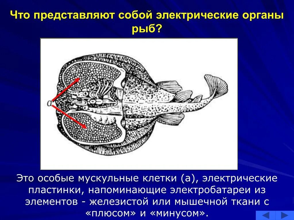 Электрические органы ската. Электрические органы рыб. Строение ската. Электрический орган.