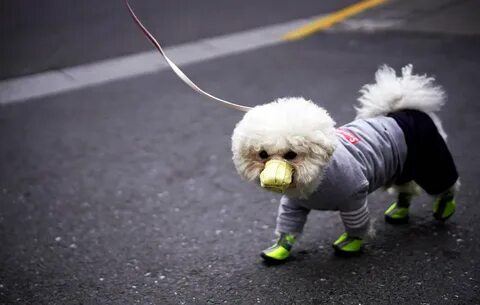 Собака с ирокезом