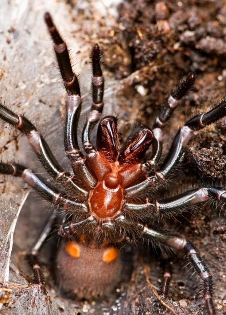 Самый страшный паук в мире. Самые страшные паукообразные.