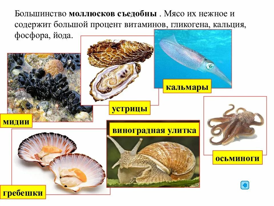 Моллюски делятся на. Информация о моллюсках. презентация по биологии моллюски. тип моллюски. виды моллюсков съедобных.
