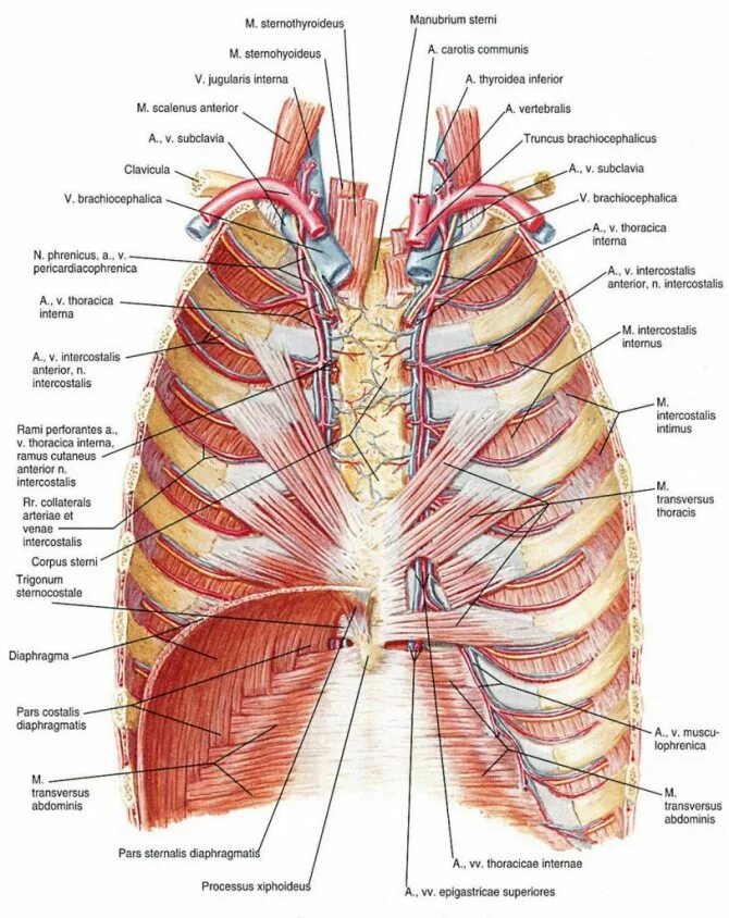 Органы человека с ребрами. Грудная клетка Неттер. Transversus Thoracis. Строение грудной клетки Неттер.