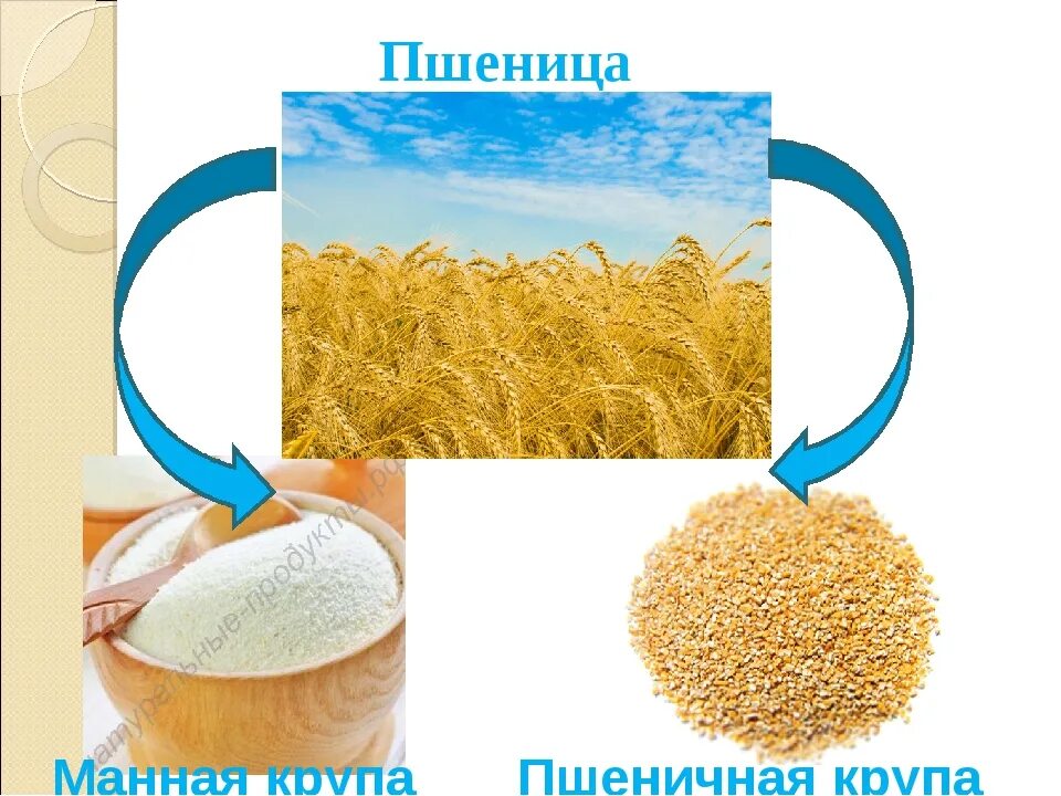 Из какой крупы делают манную крупу. Манная крупа из пшеницы. пшеница манная крупа. крупы изготавливаемые из пшеницы. из чего изготавливают манную крупу.