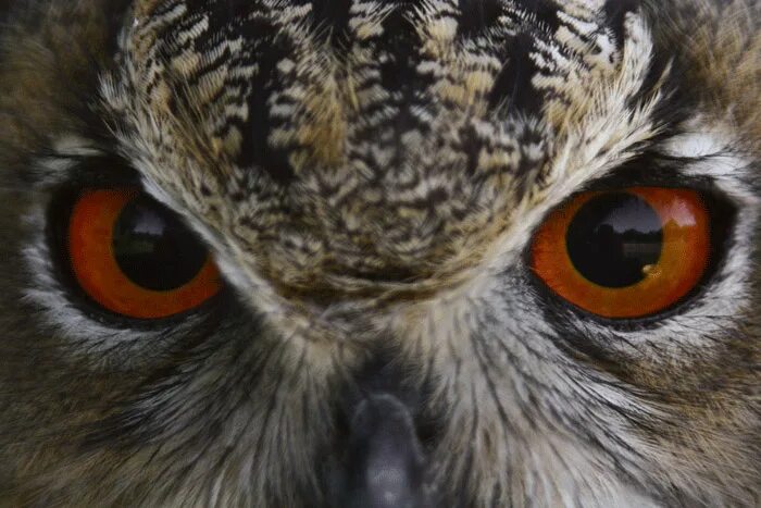 Совообразные филин. Филин птица. Болотная сова. Филин ухает. Полярная ушастая сова.