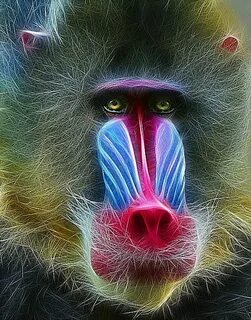 Scary baboon
