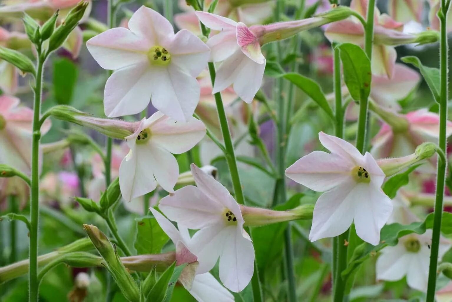 Душистый значение. Табак душистый сенсейшн. табак душистый (nicotiana alata). табак крылатый (nicotiana alata). табак душистый сенсейшн микс.