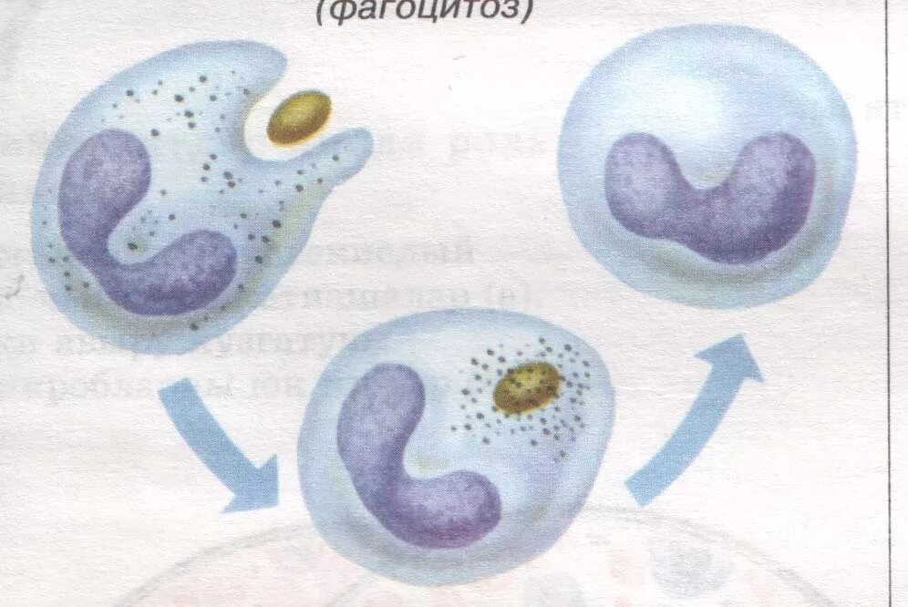 Фагоцитозный пузырек. Лейкоцит осуществляющий фагоцитоз. Фагоцитоз лейкоцитов бактерия. Фагоцитоз бактерий нейтрофилами. Лейкоцит осуществляющий фагоцитоз рисунок.