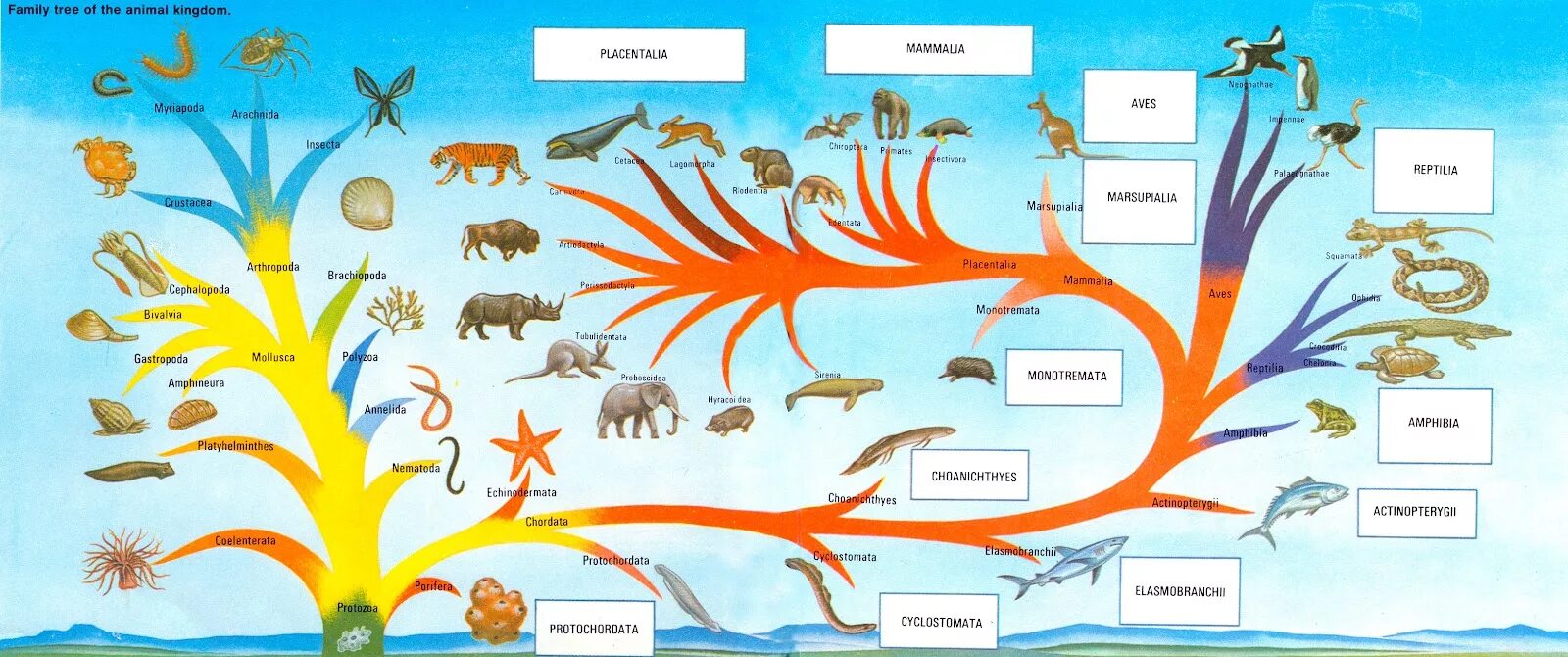 Эволюционное Древо развития жизни на земле. Эволюция животных. Эволюция животных схема.