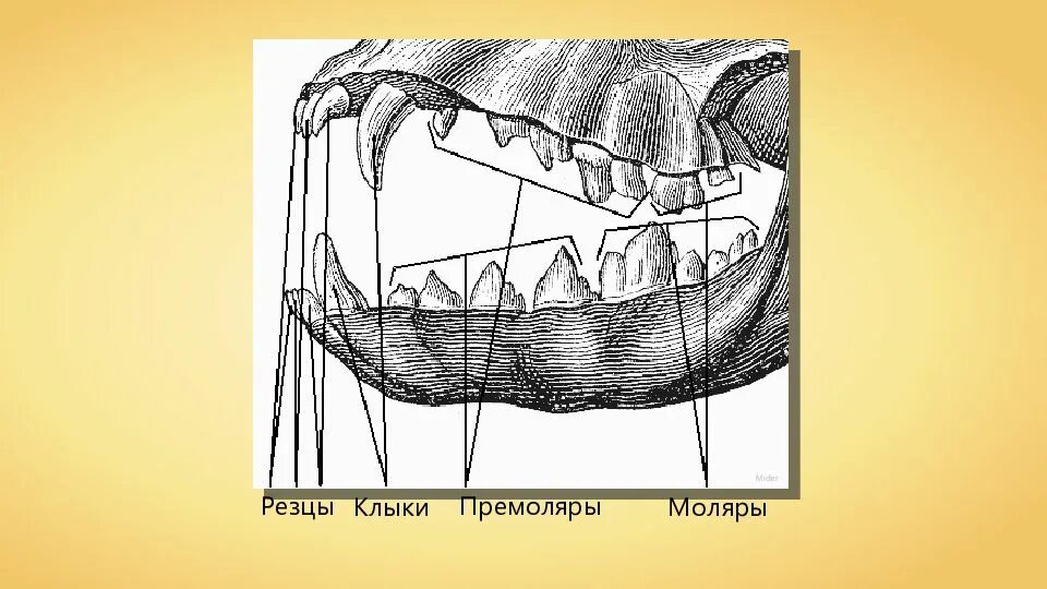 Резцы клыки премоляры. Зубы резцы клыки премоляры моляры. Резец клык моляр премоляр. Резцы клыки премолчры молчрв.