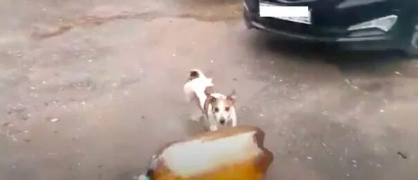 Джек рассел терьер и бутылка взорвалась. Собака и бутылка кега. Джек рассел и кега. Пес и кега. Собака и пивная кега.
