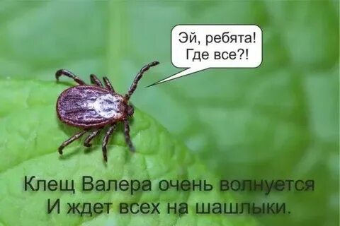 Клещ валера