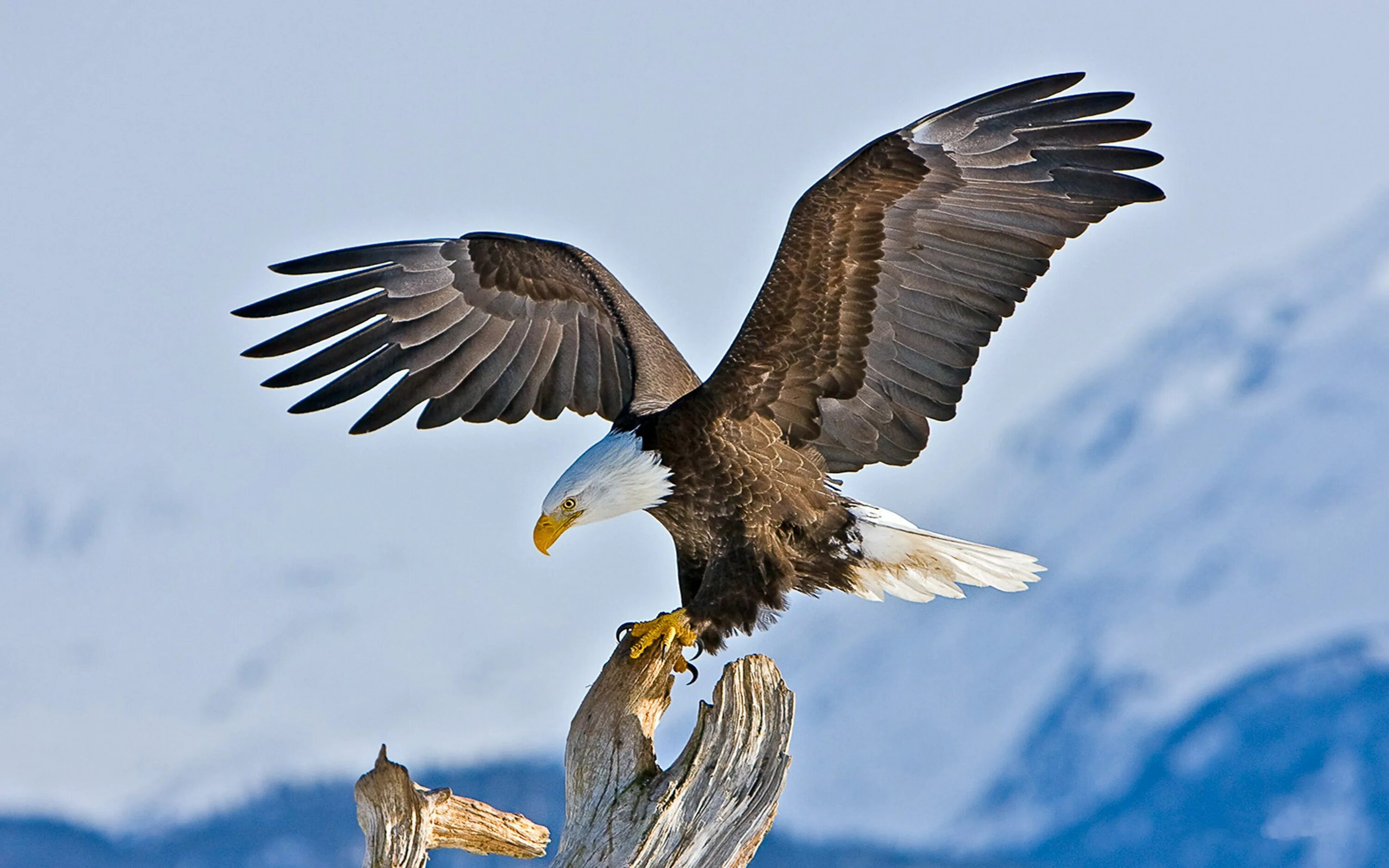 Черный орлан. Орел независимый. "белоголовый орлан". "белоголовый орлан". Орел беркут.
