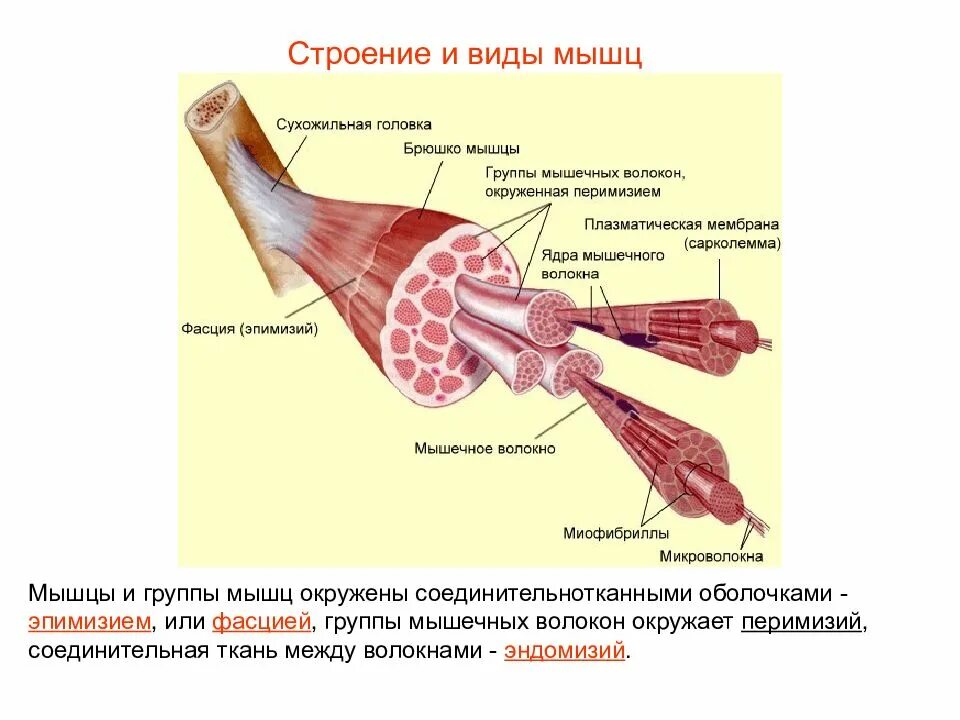 Скелетная поперечно полосатая мускулатура состоит из. Строение и структура мышечного волокна. Строение мышечной ткани скелетных мышц. Поперечно полосатое скелетное мышечное волокно. 5. Строение поперечно-полосатого мышечного волокна.