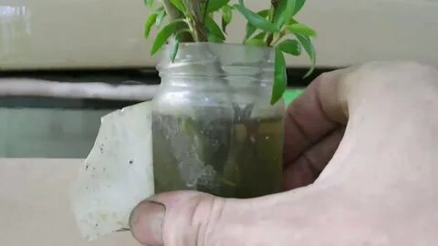 В чем лучше укоренять черенки