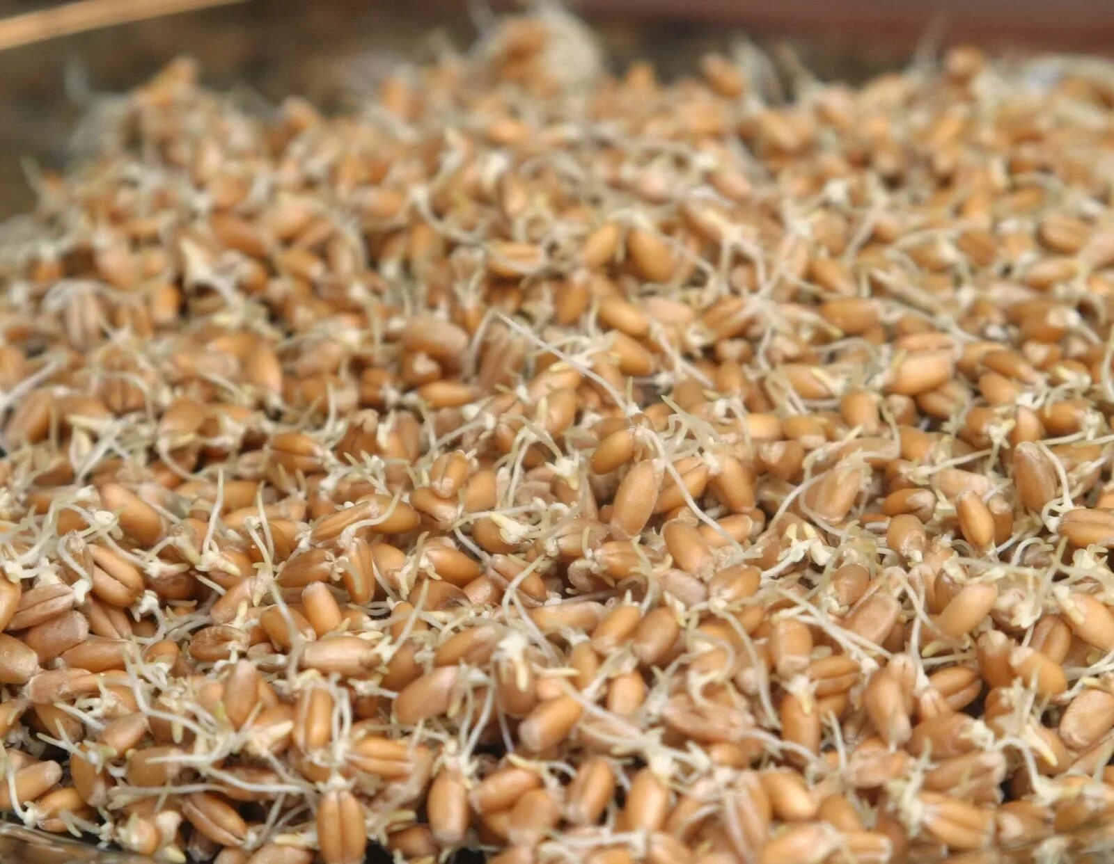 солодовые ростки. брага на пшенице для самогона без дрожжей. брага на пророщенной пшенице без дрожжей. пшеница проращивание на брагу. самогон из пророщенной пшеницы.