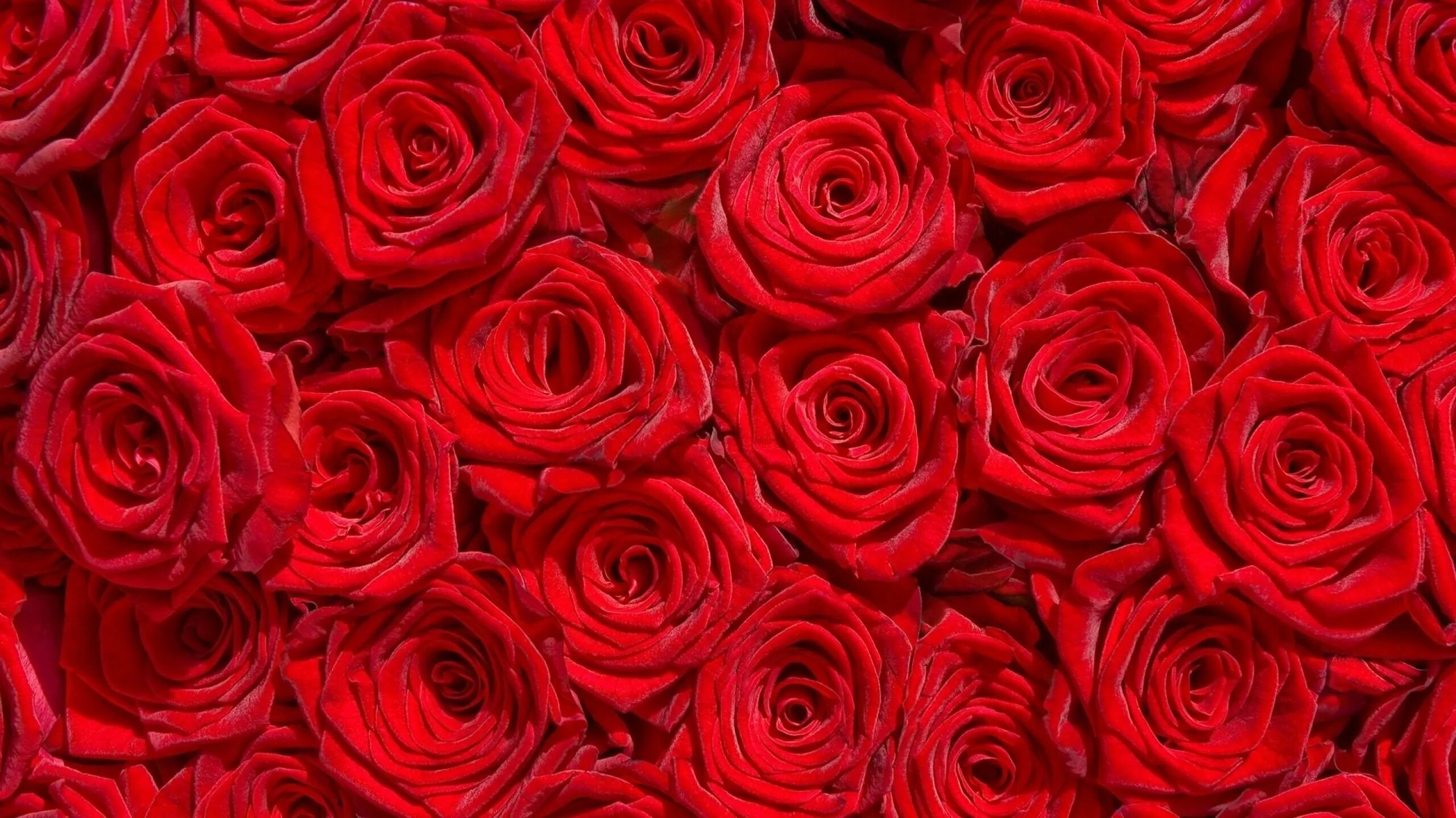 Rose background