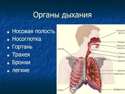 Трахея является органом дыхания