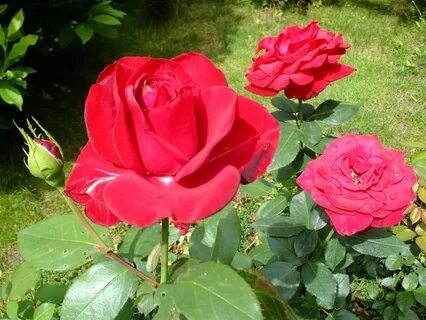 Force rose