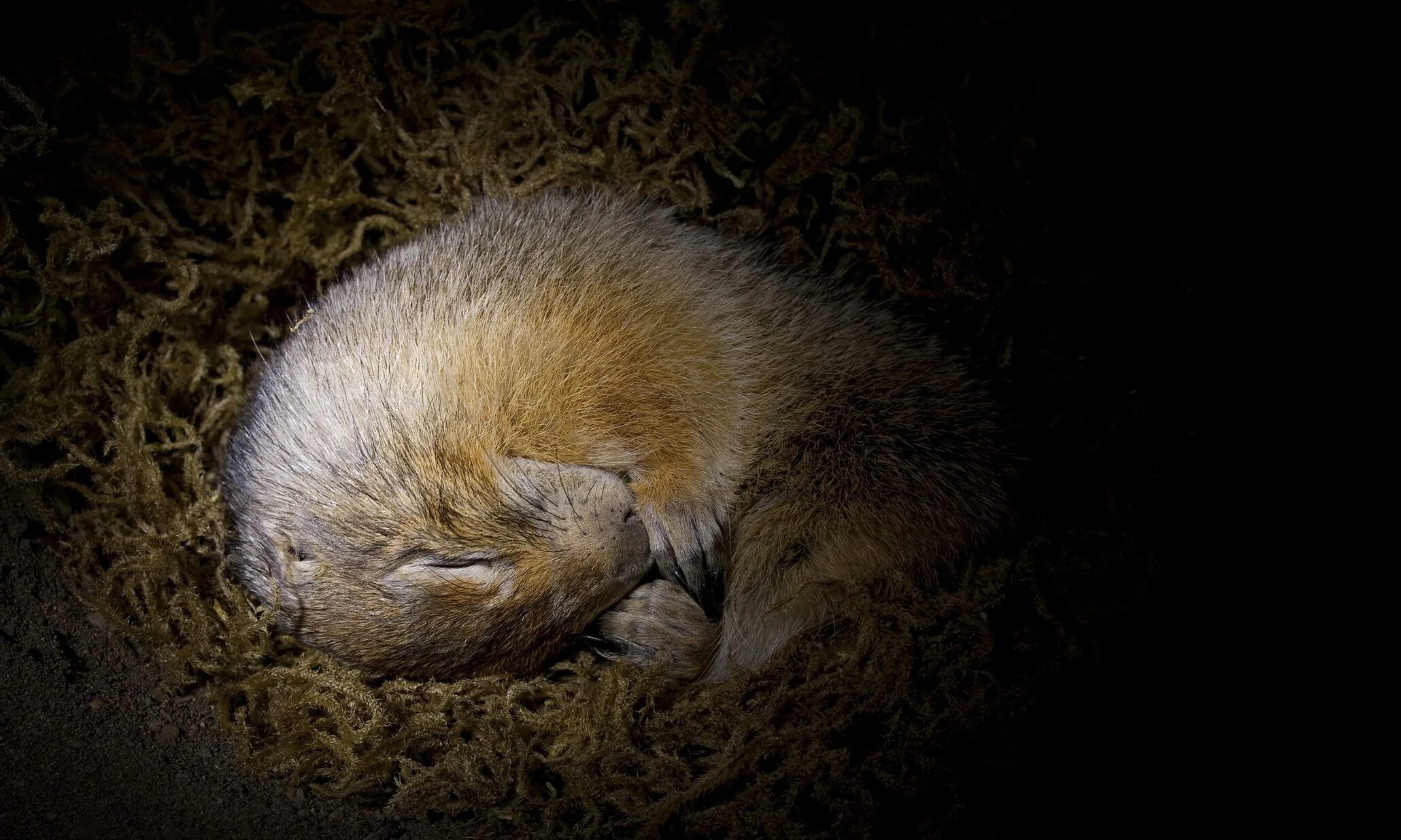 Суслик в спячке. Арктический суслик в спячке. Животные в спячке. Мыши днем спят ночью