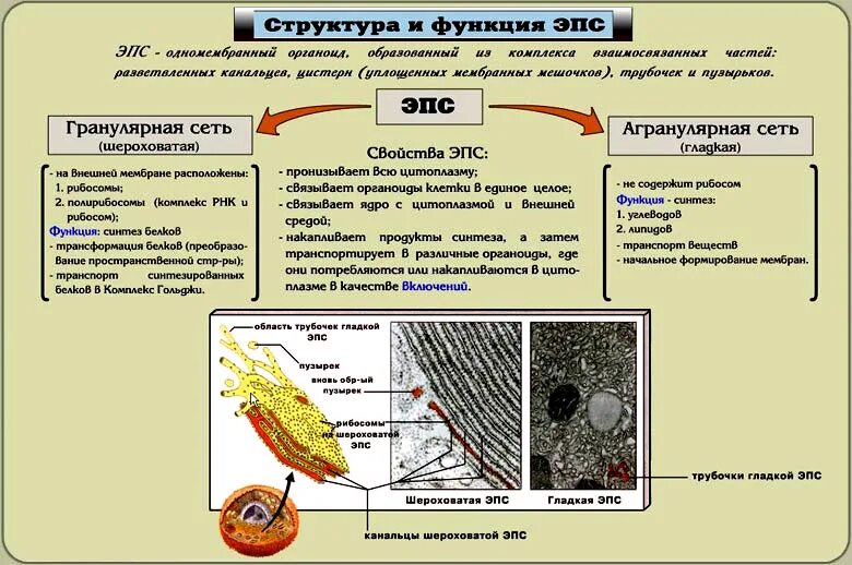 Шероховатая ЭПС строение. Гранулярная ЭПС строение.