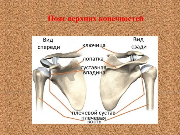 Каких костей относятся кости лопатки. Функции пояса верхних конечностей человека. Пояс верхних и нижних конечностей. Пояс верхних конечностей ключица. Пояс верхних конечностей лопатка.