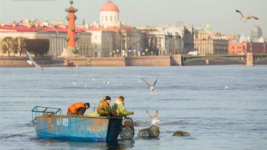 Лов начался. Корюшки в Неве Санкт-Петербурге. Корюшка в Неве. Корюшка Васильевский остров.