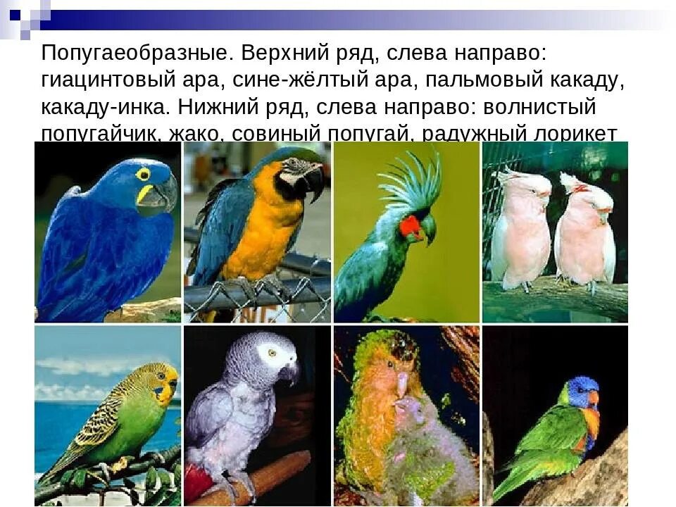 Какие бывают породы попугаев. Разные попугаи. название попугаев. разные породы попугаев. ара и волнистый попугай.
