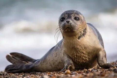 Harbor seal